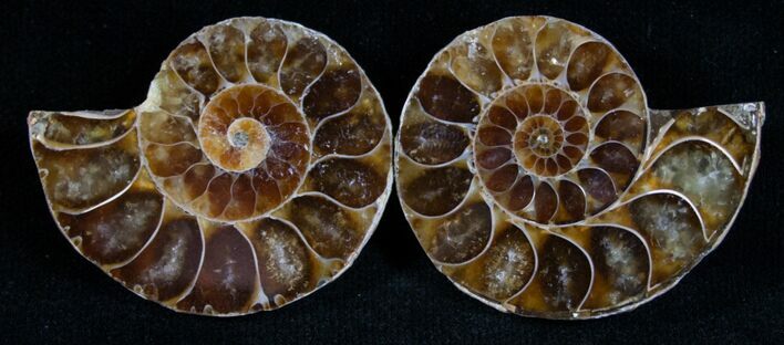 Small Desmoceras Ammonite Pair #7538